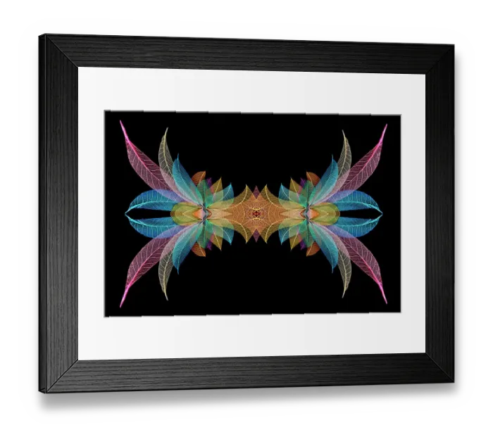 Framed Print : Multi-colored skeleton leaves arranged on black background Framed Print : Multi-colored skeleton leaves arranged on black background