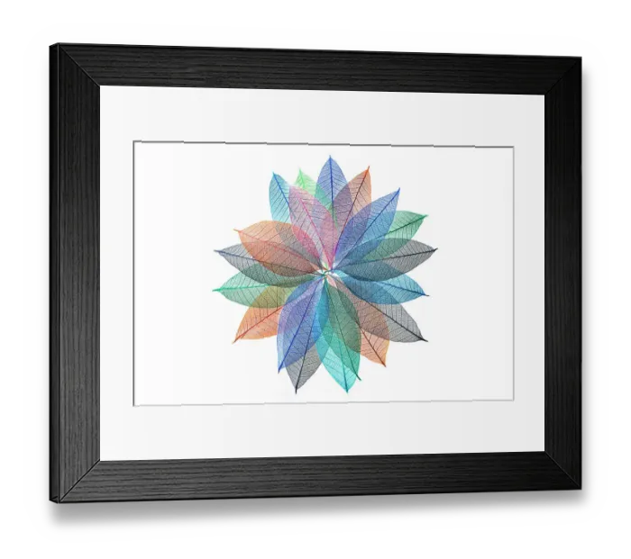 Framed Print : Multi-colored skeleton leaves arranged in radial pattern on white background
