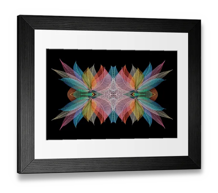 Framed Print : Multi-colored skeleton leaves arranged on black background Framed Print : Multi-colored skeleton leaves arranged on black background
