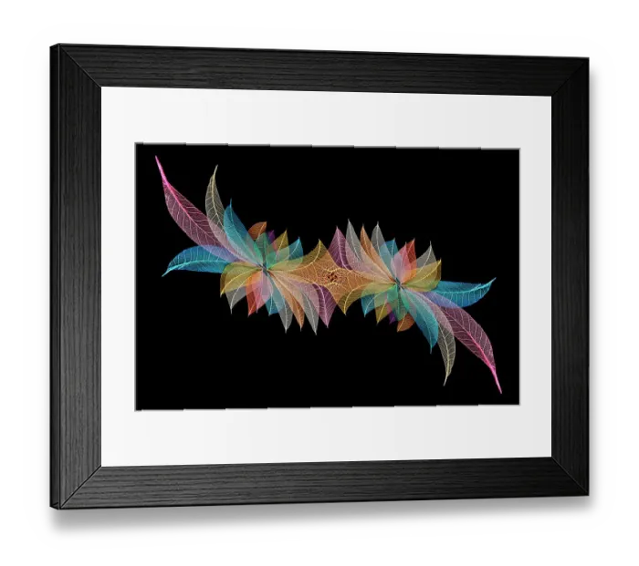 Framed Print : Multi-colored skeleton leaves arranged on black background Framed Print : Multi-colored skeleton leaves arranged on black background