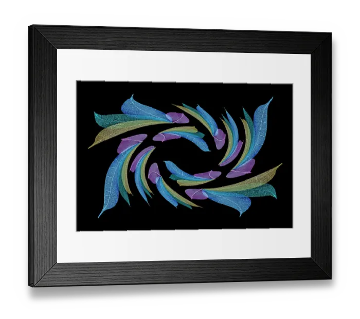 Framed Print : Multi-colored skeleton leaves arranged on black background Framed Print : Multi-colored skeleton leaves arranged on black background