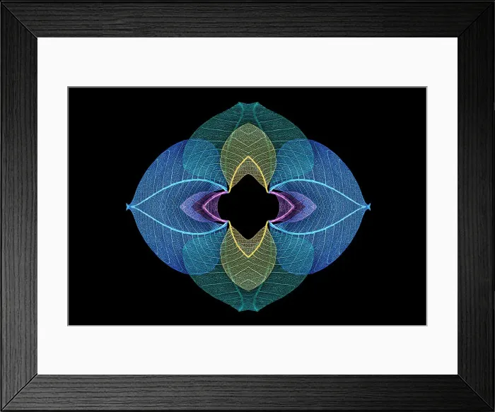Framed Print : Multi-colored skeleton leaves arranged on black background Framed Print : Multi-colored skeleton leaves arranged on black background
