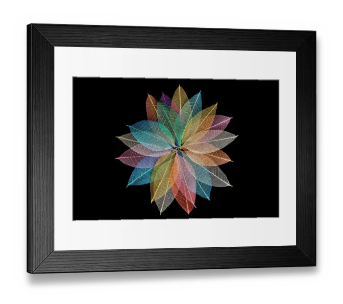 Framed Print : Multi-colored skeleton leaves arranged in radial pattern Framed Print : Multi-colored skeleton leaves arranged in radial pattern