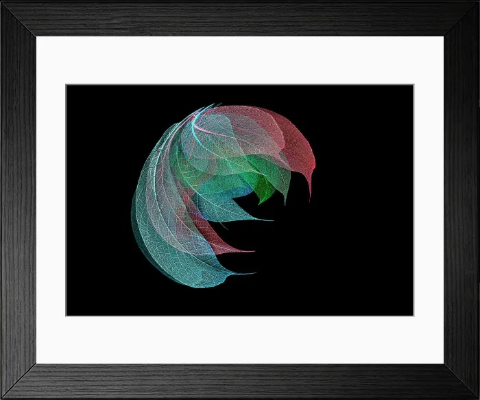 Framed Print : Multi-colored skeleton leaves arranged on black background Framed Print : Multi-colored skeleton leaves arranged on black background