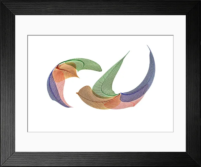 Framed Print : Multi-colored skeleton leaves arranged on white background