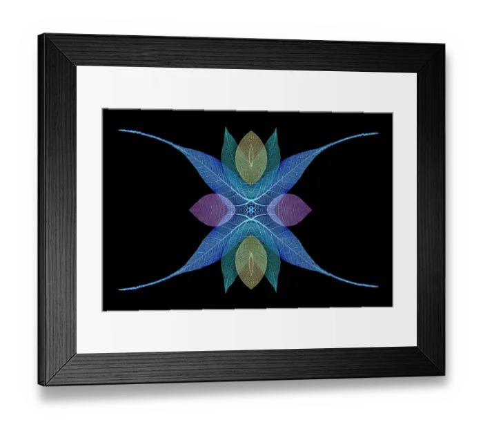 Framed Print : Multi-colored skeleton leaves arranged on black background Framed Print : Multi-colored skeleton leaves arranged on black background