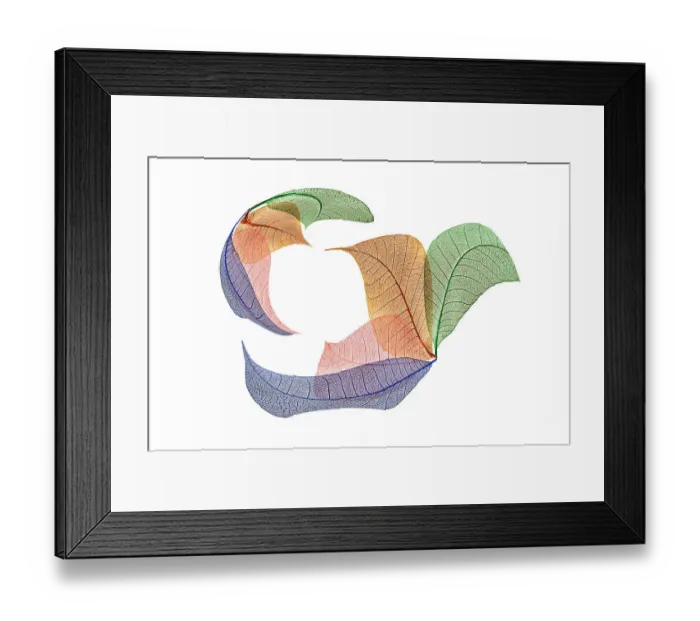 Framed Print : Multi-colored skeleton leaves arranged on white background Framed Print : Multi-colored skeleton leaves arranged on white background