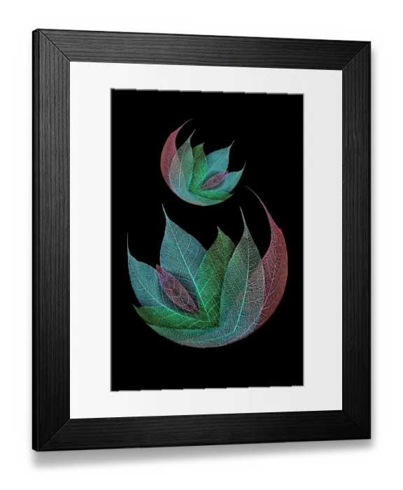 Framed Print : Multi-colored skeleton leaves arranged on black background Framed Print : Multi-colored skeleton leaves arranged on black background