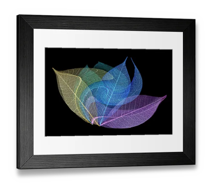 Framed Print : Multi-colored skeleton leaves arranged on black background Framed Print : Multi-colored skeleton leaves arranged on black background