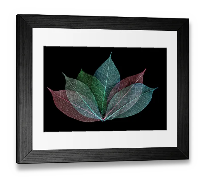 Framed Print : Multi-colored skeleton leaves arranged on black background Framed Print : Multi-colored skeleton leaves arranged on black background