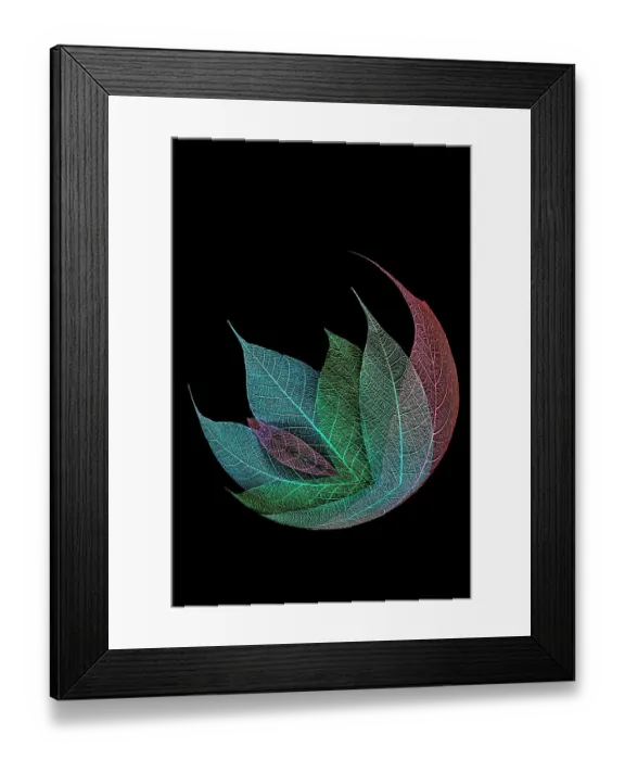Framed Print : Multi-colored skeleton leaves arranged on black background Framed Print : Multi-colored skeleton leaves arranged on black background