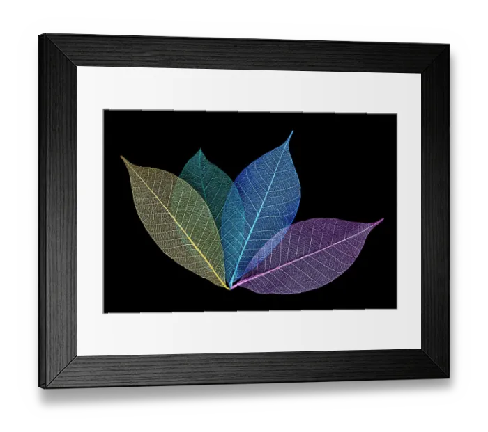 Framed Print : Multi-colored skeleton leaves arranged on black background Framed Print : Multi-colored skeleton leaves arranged on black background