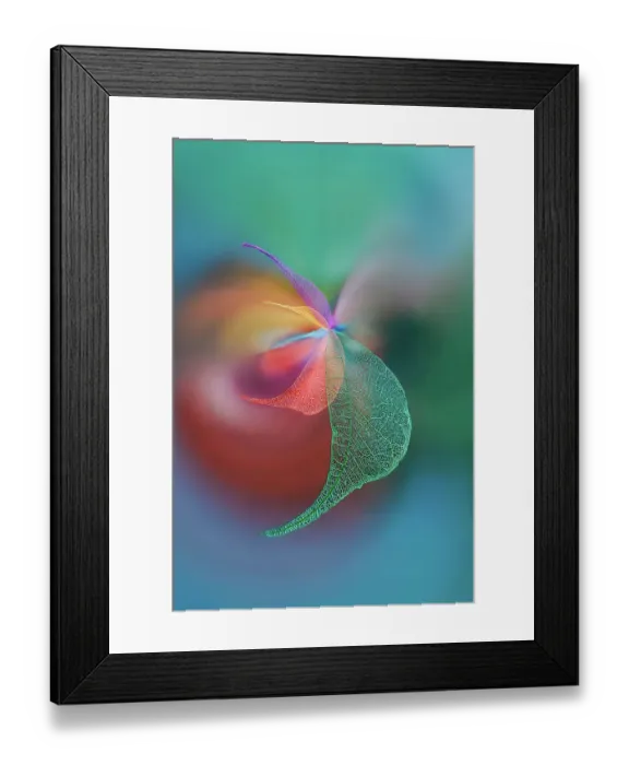 Framed Print : Multi-colored skeleton leaves arranged on black background Framed Print : Multi-colored skeleton leaves arranged on black background