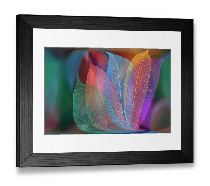 Framed Print : Multi-colored skeleton leaves arranged on colorful background Framed Print : Multi-colored skeleton leaves arranged on colorful background