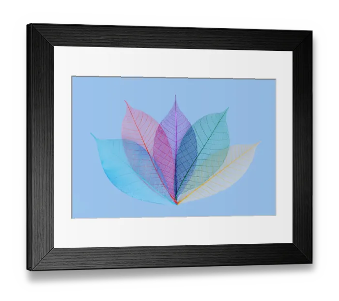 Framed Print : Multi-colored skeleton leaves arranged on light blue background Framed Print : Multi-colored skeleton leaves arranged on light blue background