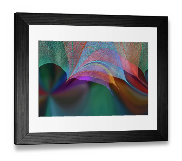 Framed Print : Multi-colored skeleton leaves arranged on colorful background Framed Print : Multi-colored skeleton leaves arranged on colorful background