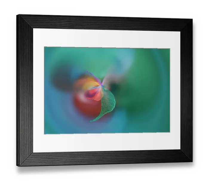 Framed Print : Multi-colored skeleton leaves arranged on black background Framed Print : Multi-colored skeleton leaves arranged on black background