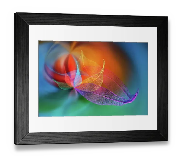 Framed Print : Multi-colored skeleton leaves arranged on black background Framed Print : Multi-colored skeleton leaves arranged on black background