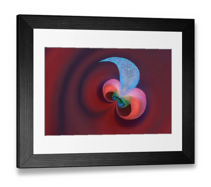 Framed Print : Multi-colored skeleton leaves arranged on black background Framed Print : Multi-colored skeleton leaves arranged on black background