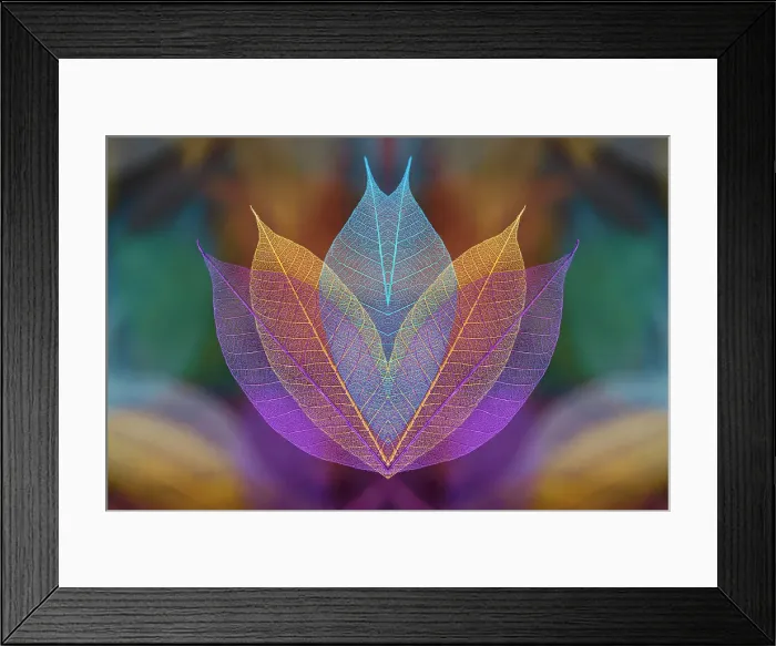 Framed Print : Multi-colored skeleton leaves arranged on black background