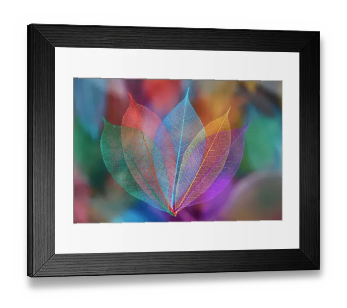 Framed Print : Multi-colored skeleton leaves arranged on black background Framed Print : Multi-colored skeleton leaves arranged on black background
