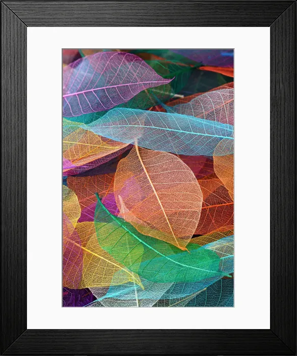 Framed Print : Multi-colored skeleton leaves arranged on black background Framed Print : Multi-colored skeleton leaves arranged on black background
