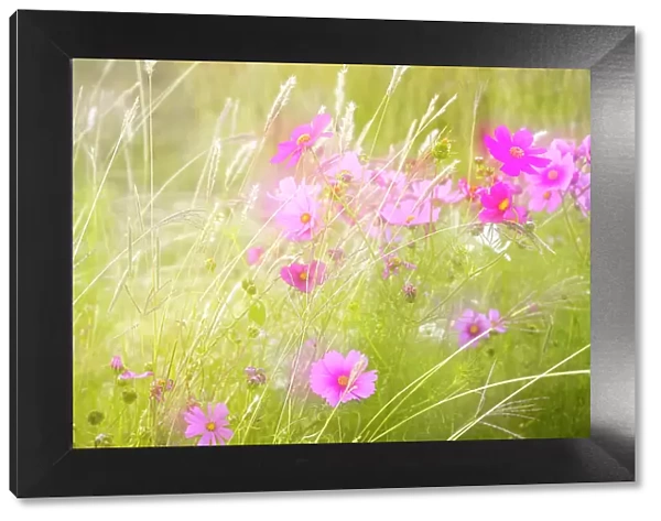 Soft composite of cosmos flowers and grasses