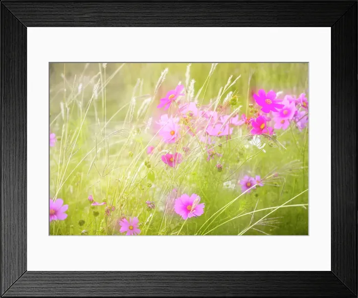 Framed Print : Soft composite of cosmos flowers and grasses