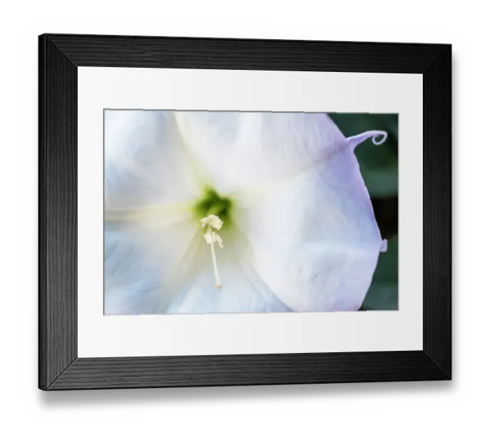 Framed Print : Datura trumpet flower close-up Framed Print : Datura trumpet flower close-up