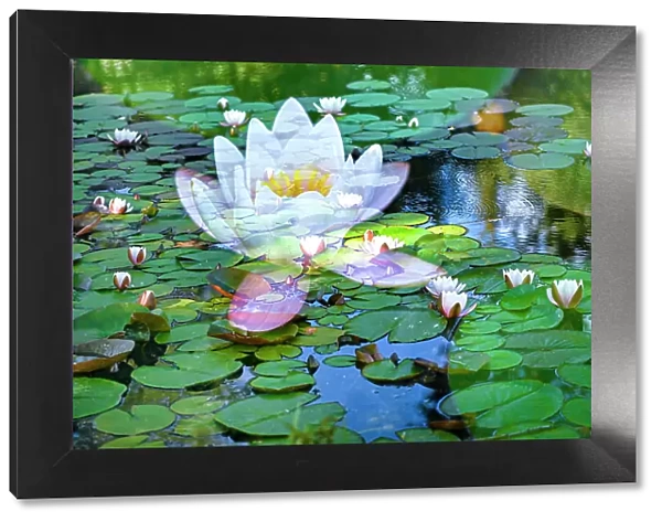Soft composite of water lilies in a pond