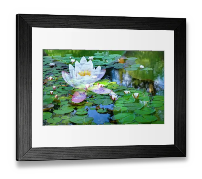 Framed Print : Soft composite of water lilies in a pond Framed Print : Soft composite of water lilies in a pond