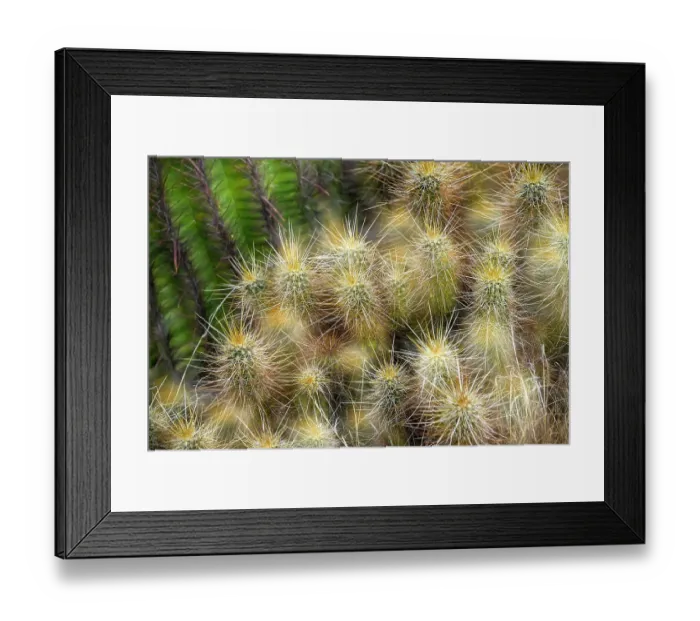 Framed Print : Espostoa Guentheri (Kupper) bulb. Woolly cactus close-up Framed Print : Espostoa Guentheri (Kupper) bulb. Woolly cactus close-up