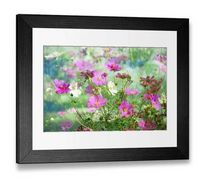 Framed Print : Composite of Cosmos Garden Framed Print : Composite of Cosmos Garden