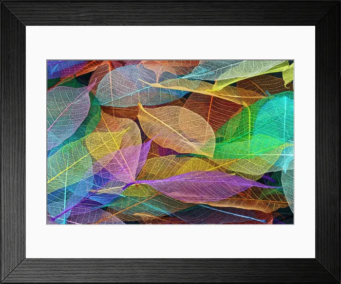 Framed Print : Multi-colored skeleton leaves arranged on black background