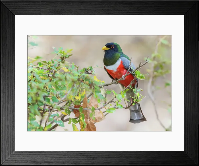 Framed Print : Elegant trogon searching for a meal, USA, Arizona Framed Print : Elegant trogon searching for a meal, USA, Arizona
