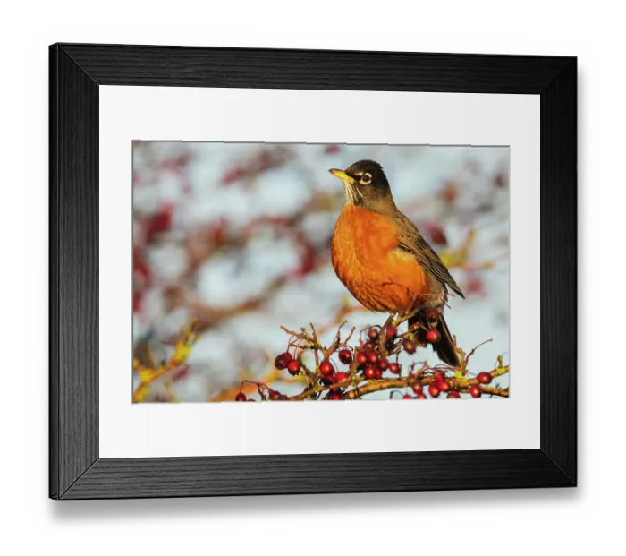 Framed Print : Canada, British Columbia, Boundary Bay, American robin, winter berry feast Framed Print : Canada, British Columbia, Boundary Bay, American robin, winter berry feast