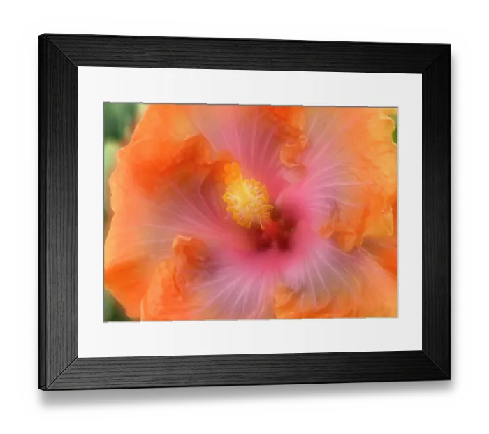 Framed Print : Hibiscus flower composite