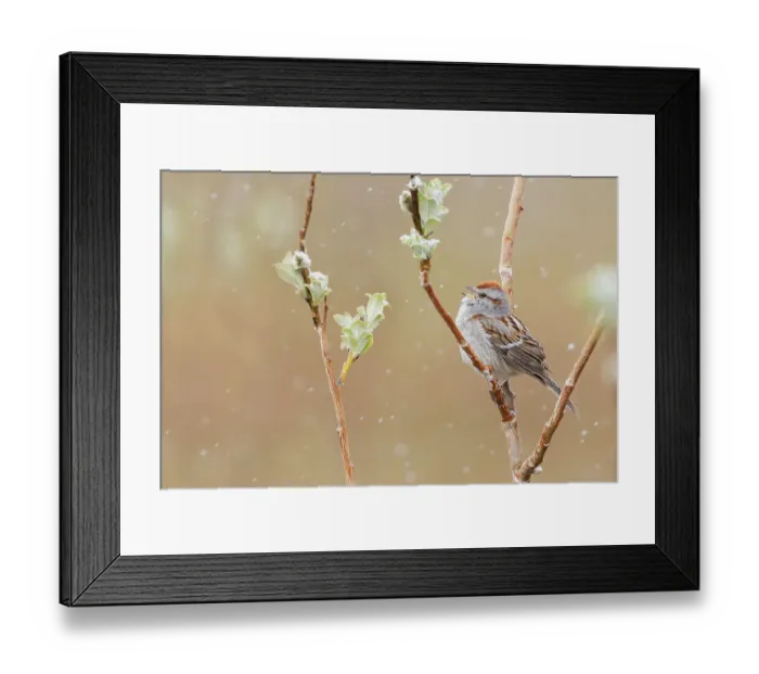 Framed Print : American tree sparrow, Alaskan spring Framed Print : American tree sparrow, Alaskan spring