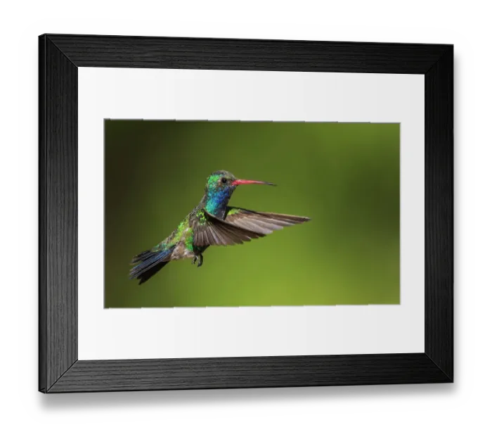 Framed Print : Broad-billed hummingbird Framed Print : Broad-billed hummingbird