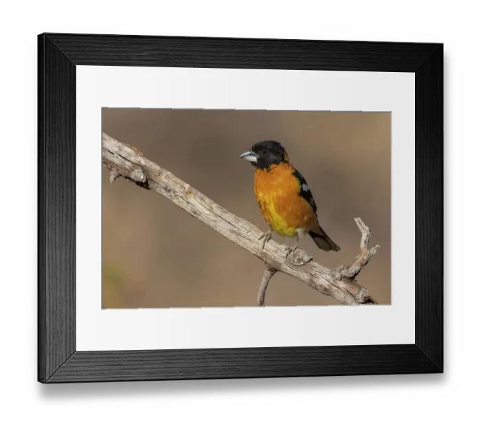 Framed Print : Black-headed grosbeak Framed Print : Black-headed grosbeak