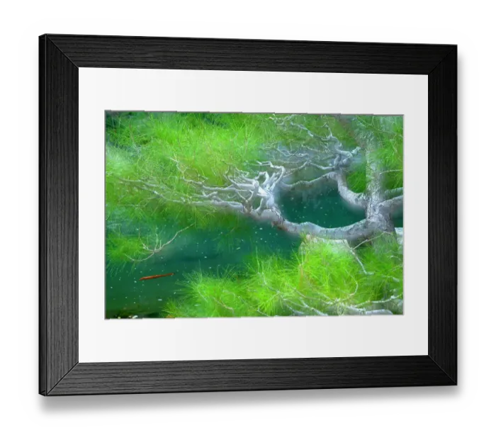 Framed Print : Koi Pond and tree composite Framed Print : Koi Pond and tree composite