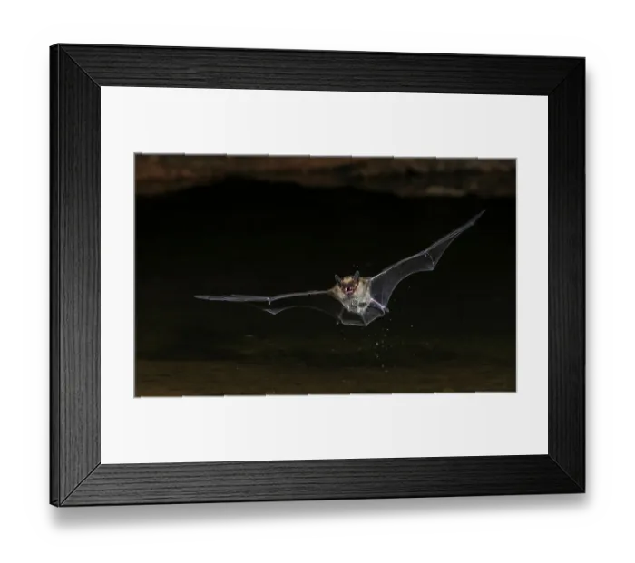 Framed Print : Long-eared myotis bat drinking on the fly, USA Arizona Framed Print : Long-eared myotis bat drinking on the fly, USA Arizona