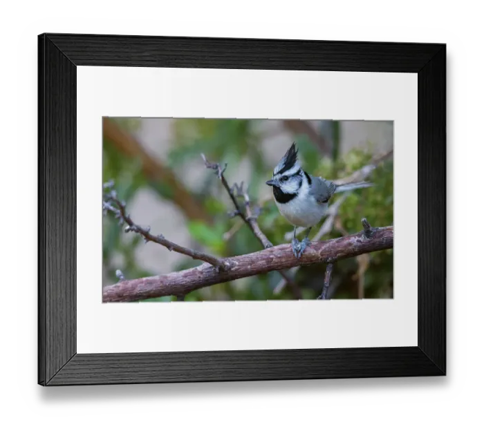 Framed Print : Bridled titmouse