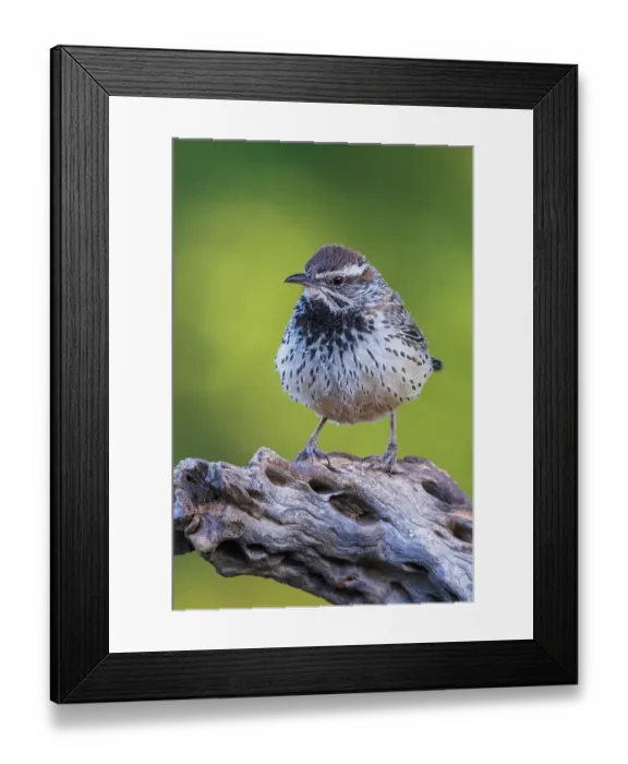 Framed Print : Cactus wren portrait on cactus skeleton, USA, Arizona
