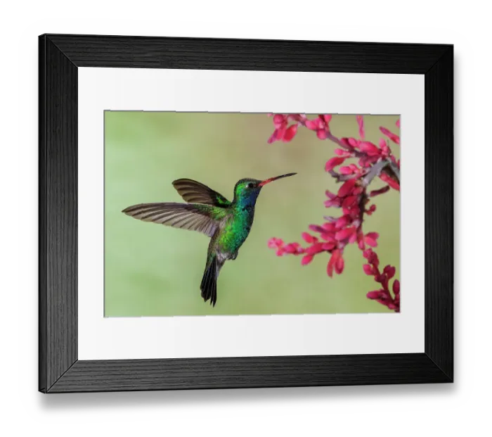 Framed Print : Broad-billed hummingbird flying, USA, Arizona