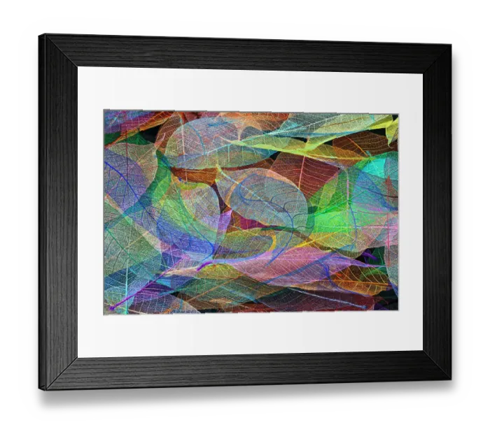 Framed Print : Multi-colored skeleton leaves arranged on black background