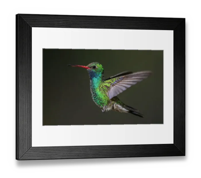 Framed Print : Broad-billed hummingbird flying, USA, Arizona Framed Print : Broad-billed hummingbird flying, USA, Arizona