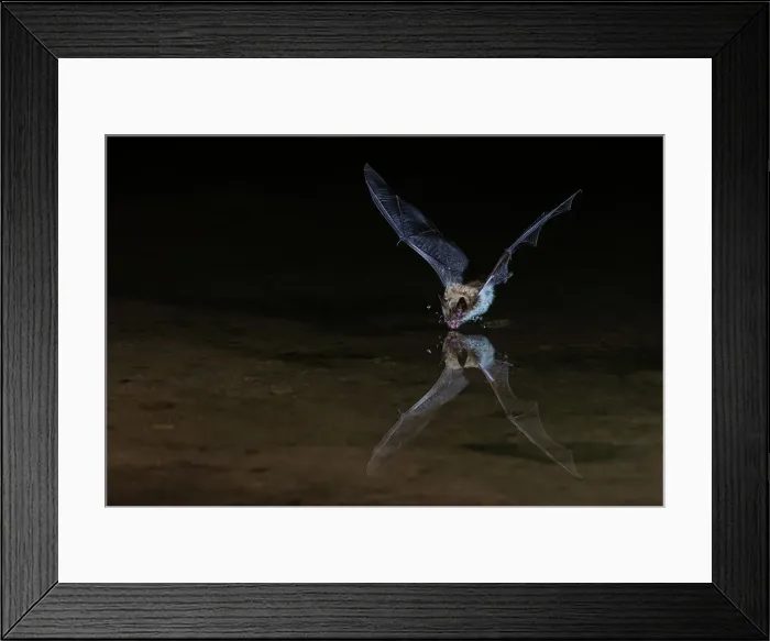 Framed Print : Long-eared myotis bat drinking on the fly, USA Arizona Framed Print : Long-eared myotis bat drinking on the fly, USA Arizona