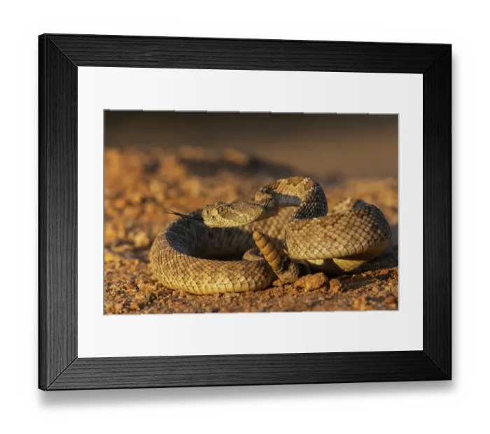 Framed Print : Diamond-backed rattlesnake sounding a warning, USA, Arizona Framed Print : Diamond-backed rattlesnake sounding a warning, USA, Arizona