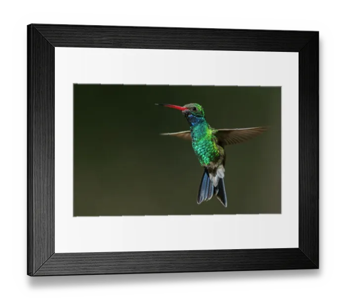 Framed Print : Broad-billed hummingbird flying, USA, Arizona Framed Print : Broad-billed hummingbird flying, USA, Arizona